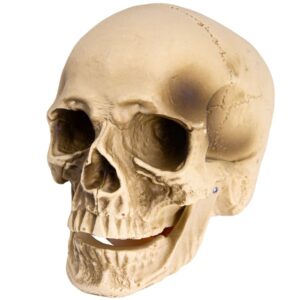 Dekorace lebka s pohyblivou čelistí